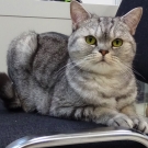 Дана