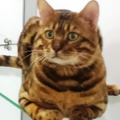 кот по кличке Кот