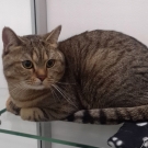 Котя