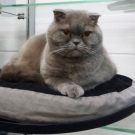 Кукис