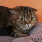 Бусинка