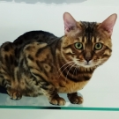 Кот