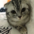 Шенон