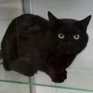 Черный кот