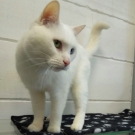 Кот