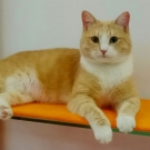 Персей