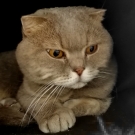 Озик