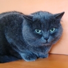 Барсик