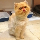 Микус
