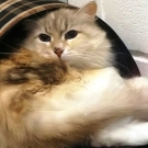 Есения