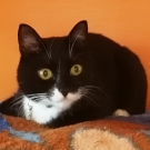 Эдик