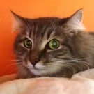 Тимоша