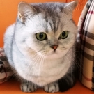 Соня