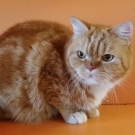 Фуфик