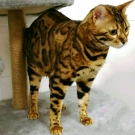 Ларсик