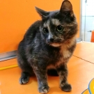 Коша