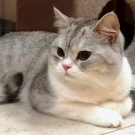 Дарик