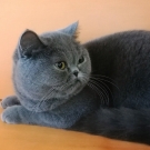 Челси