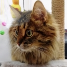 Рафи