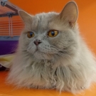 Микаэла