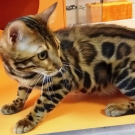 Максим