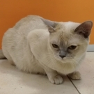 Лилиана
