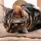Чоко