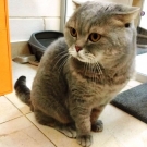 Оззик