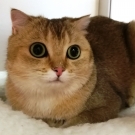 Лёлик