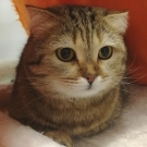 Мими