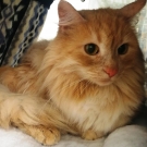 Кот