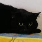 Лиза