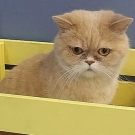 Матвей