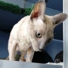 Лёнька