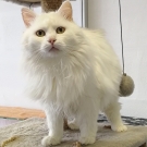 Федя