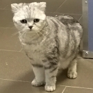 Клод