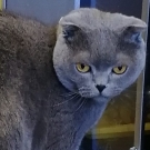 Моня