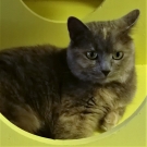 Лола