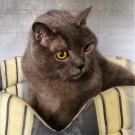 Василий