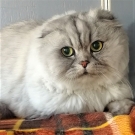 Соня