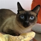 Костя