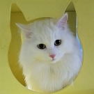 Айс