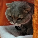 Оззик