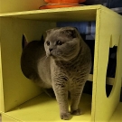 Бонзо