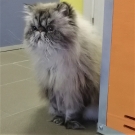 Максик