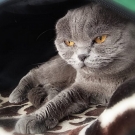 Соня
