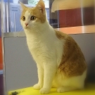 Кот