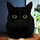 Джони