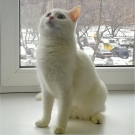Зайка