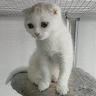 Лакки